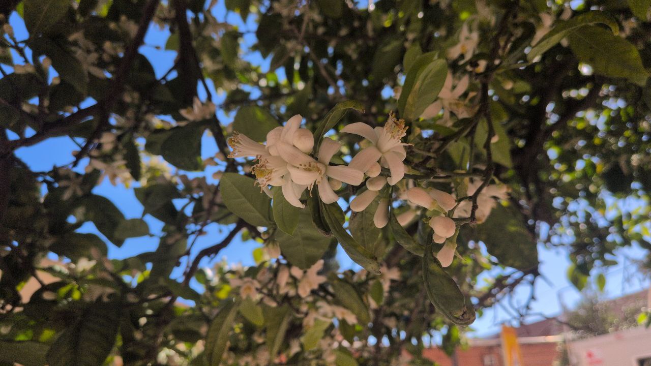 De geur van de Valenciaanse lente